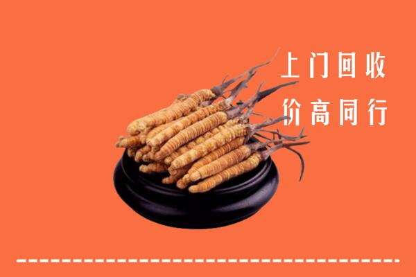 附近收购：龙川县冬虫夏草回收多少钱每克